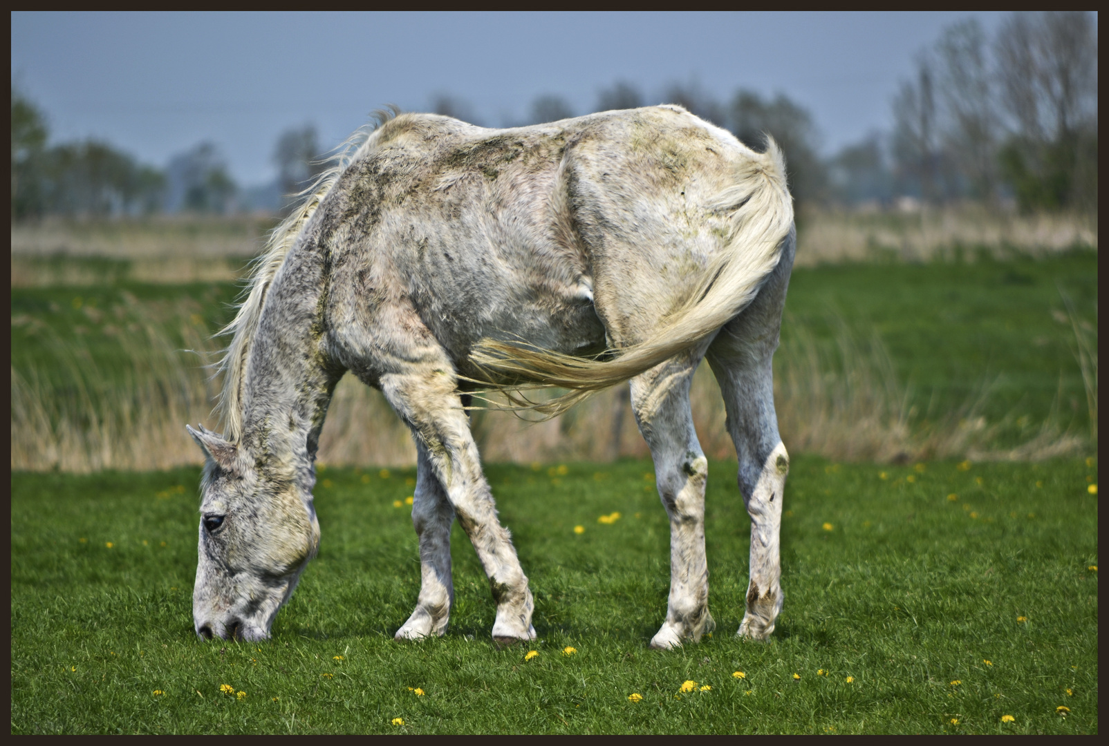 Voll auf Gras