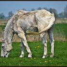 Voll auf Gras