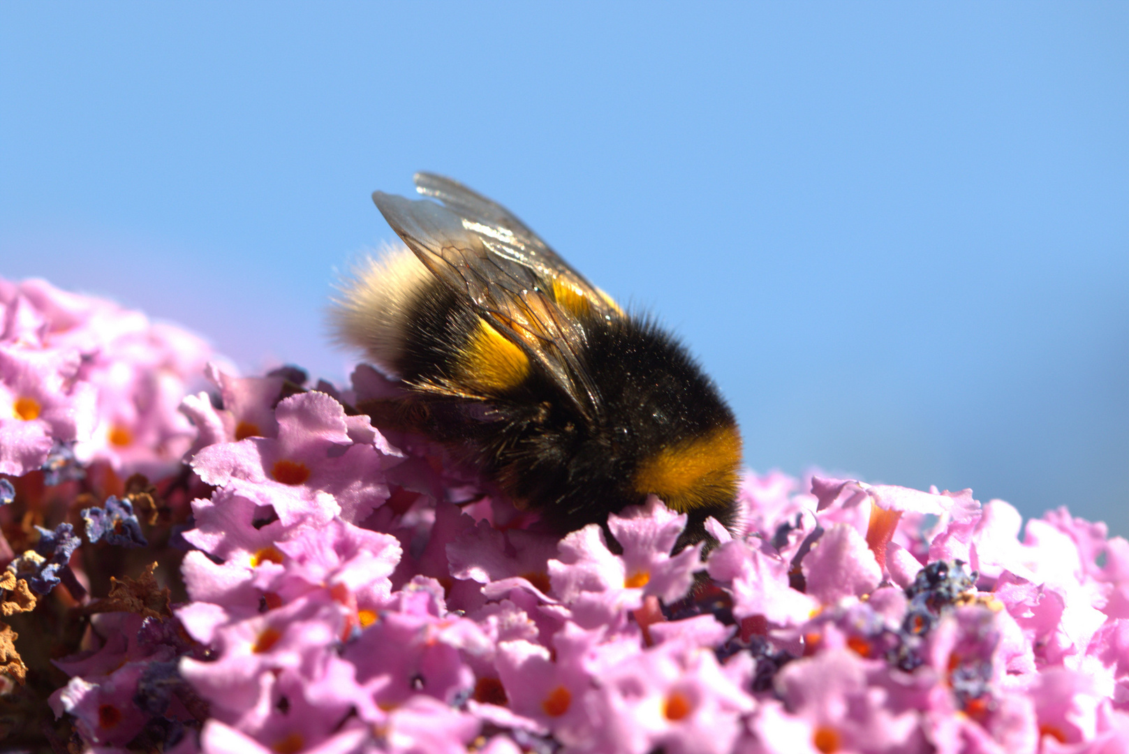 Voll auf Nektar die Hummel