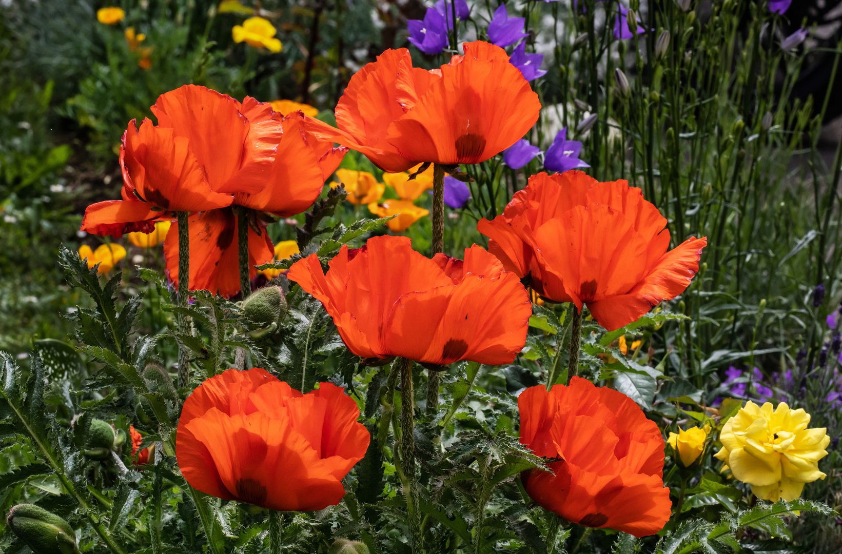 Voll aufgeblühte Mohnblumen