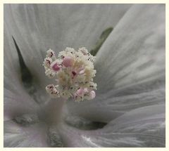 voll beladen mit pollen