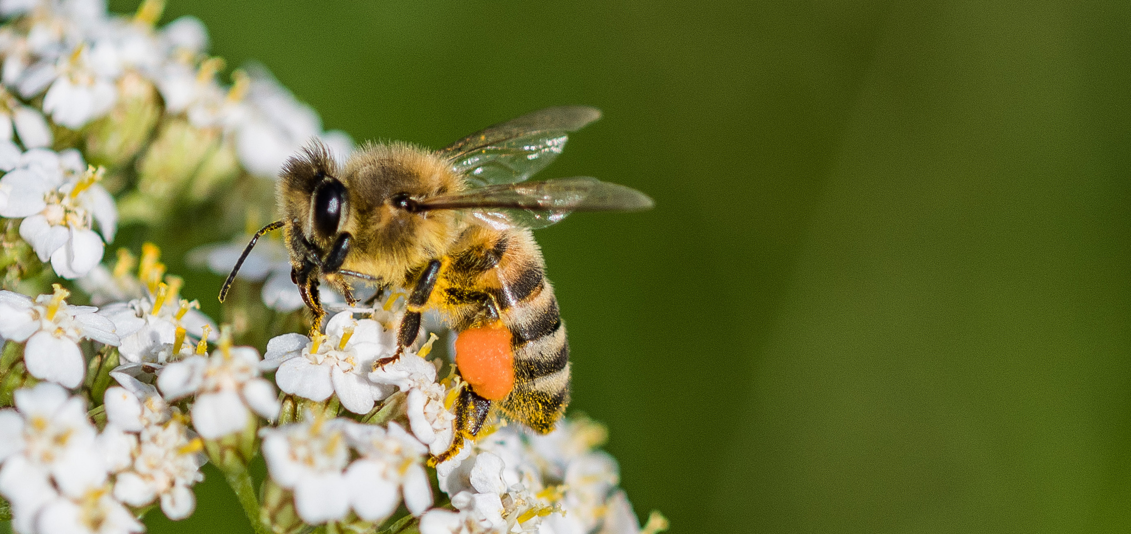 Voll beladen und bienenflink!