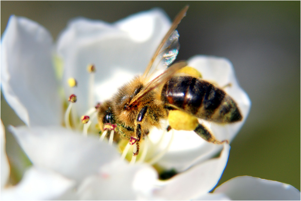 Voll-beladene Biene