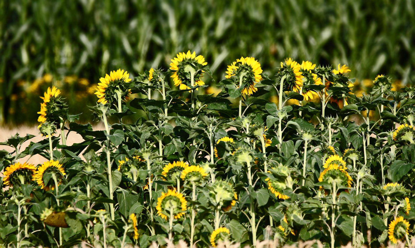 "Voll beleidigte Sonnenblumen"