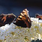 Voll besetzt - Sommerflieder