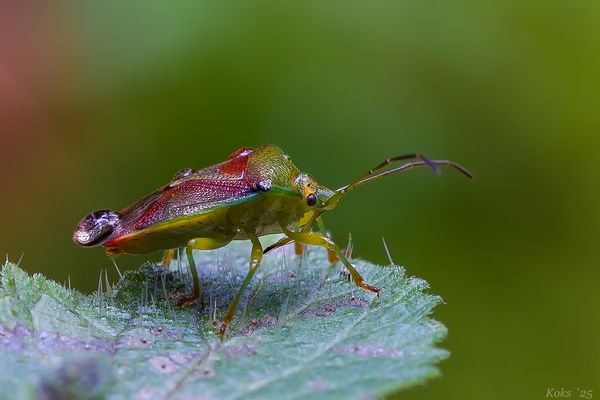 Voll der Farbkasten ...