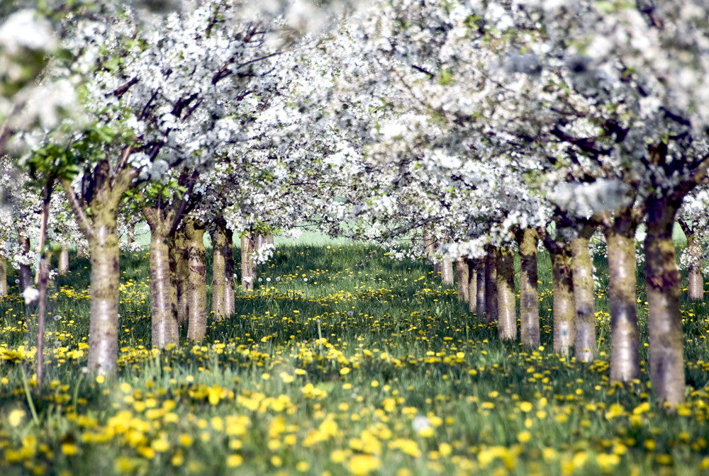 voll der Frühling