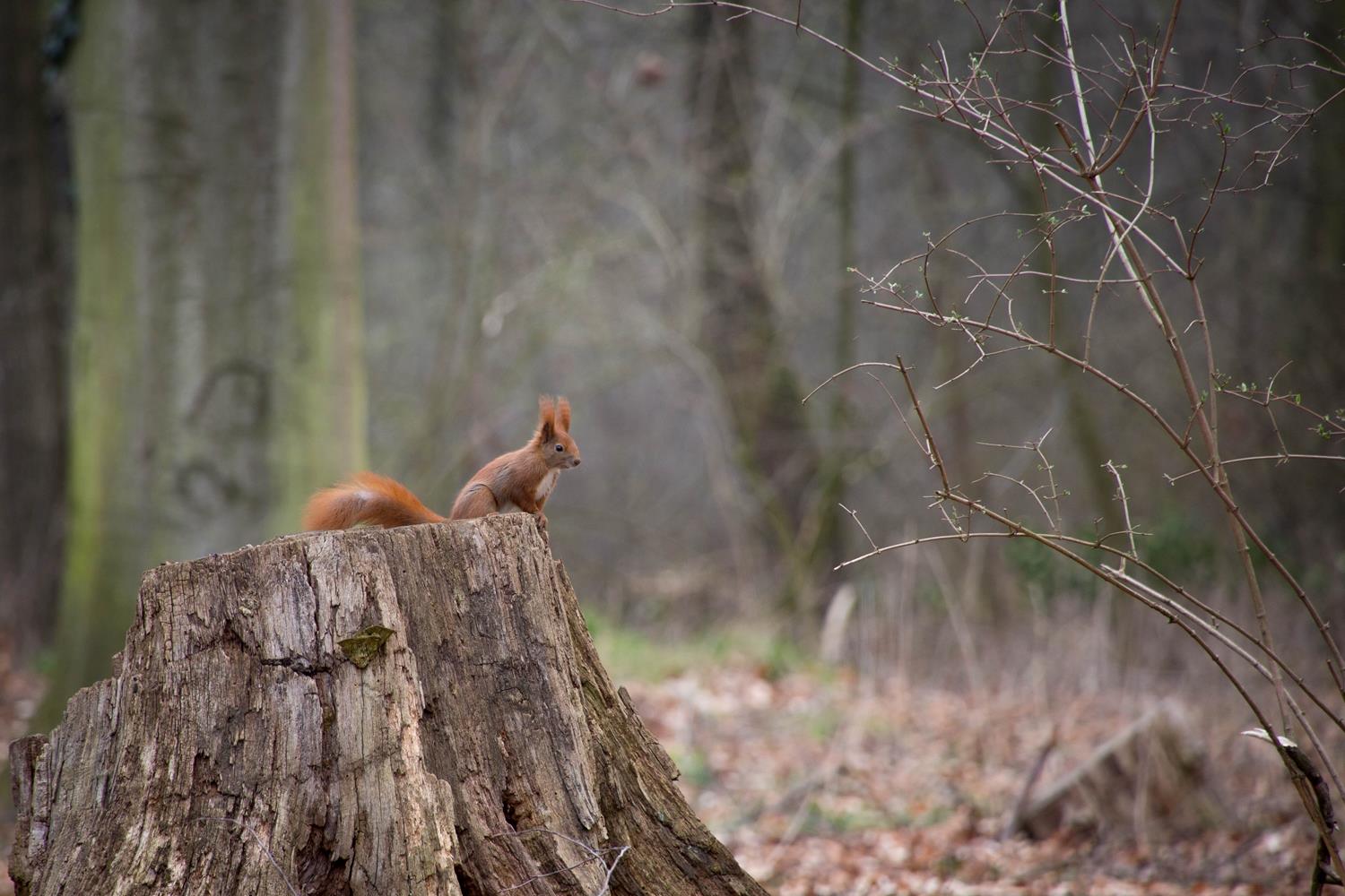 Voll der Poser