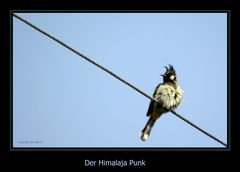 Voll der Punk ey...