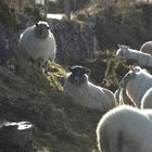 Voll die Schafe