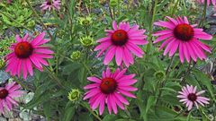 Voll drauf gehalten von oben, wie ich Echinacea purpurea auch sehe...