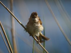 Voll durch den Wind