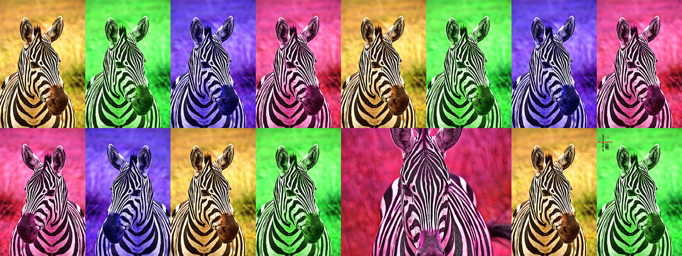 voll durchgeknalltes Zebra