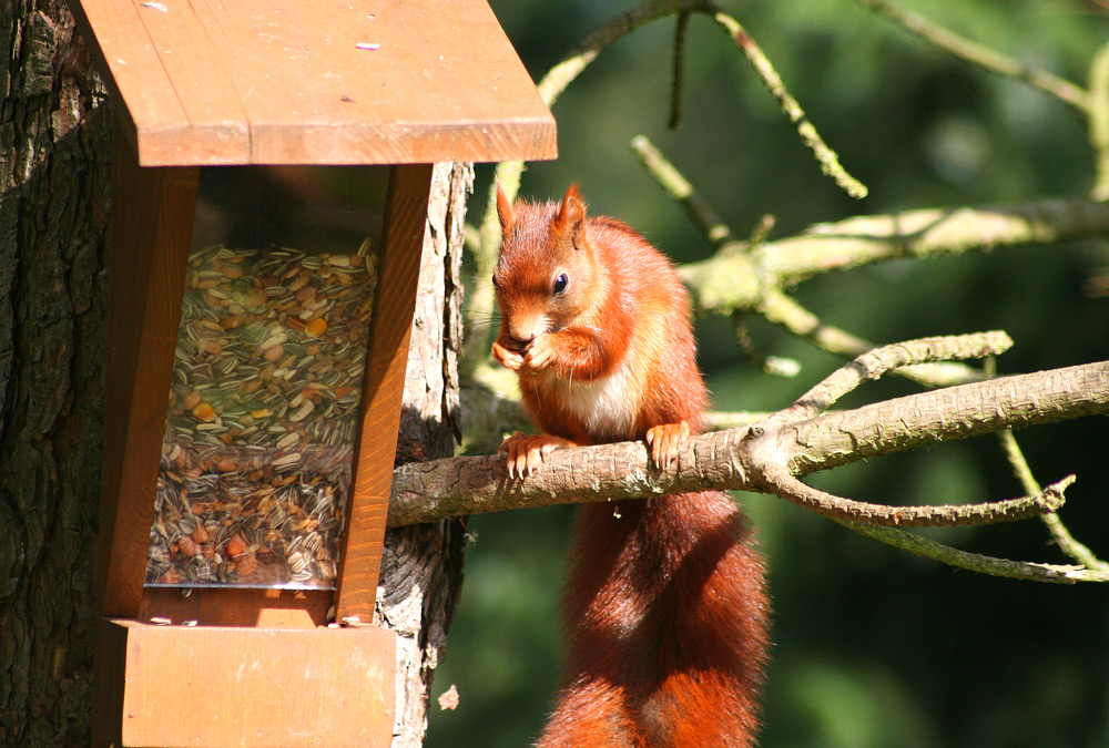 Voll erwischt! Der Vogelfutterdieb...