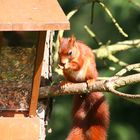 Voll erwischt! Der Vogelfutterdieb...