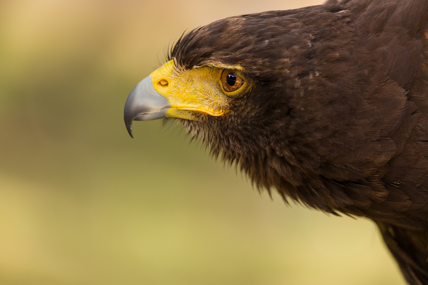 Voll erwischt habe ich diesen wunderbaren Greifvogel...