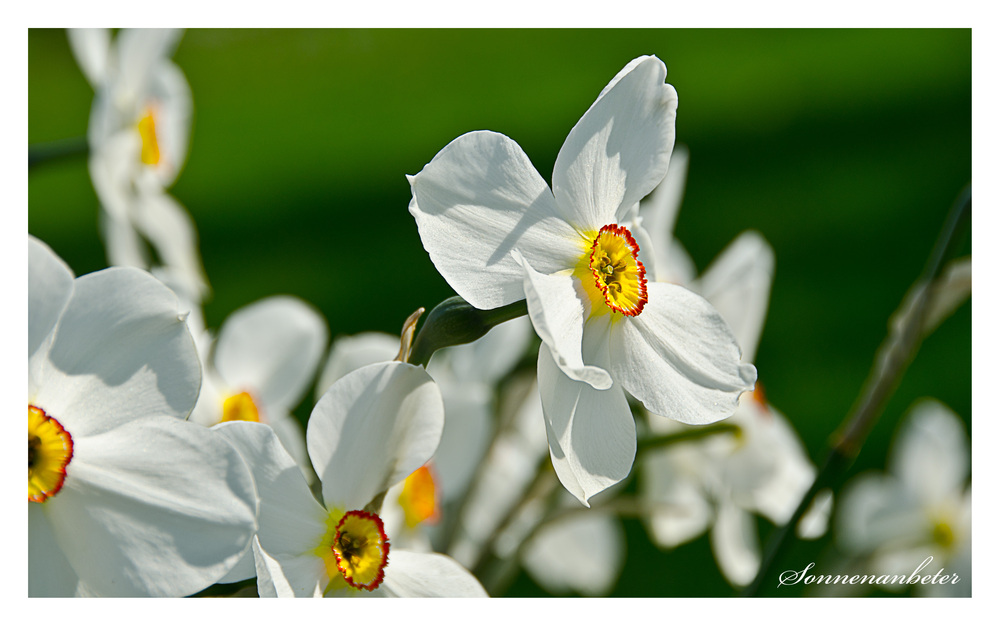 Voll Frühling