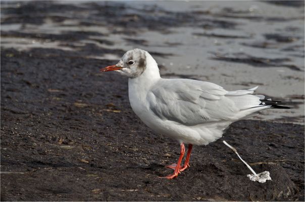 Voll im A........ das Wetter