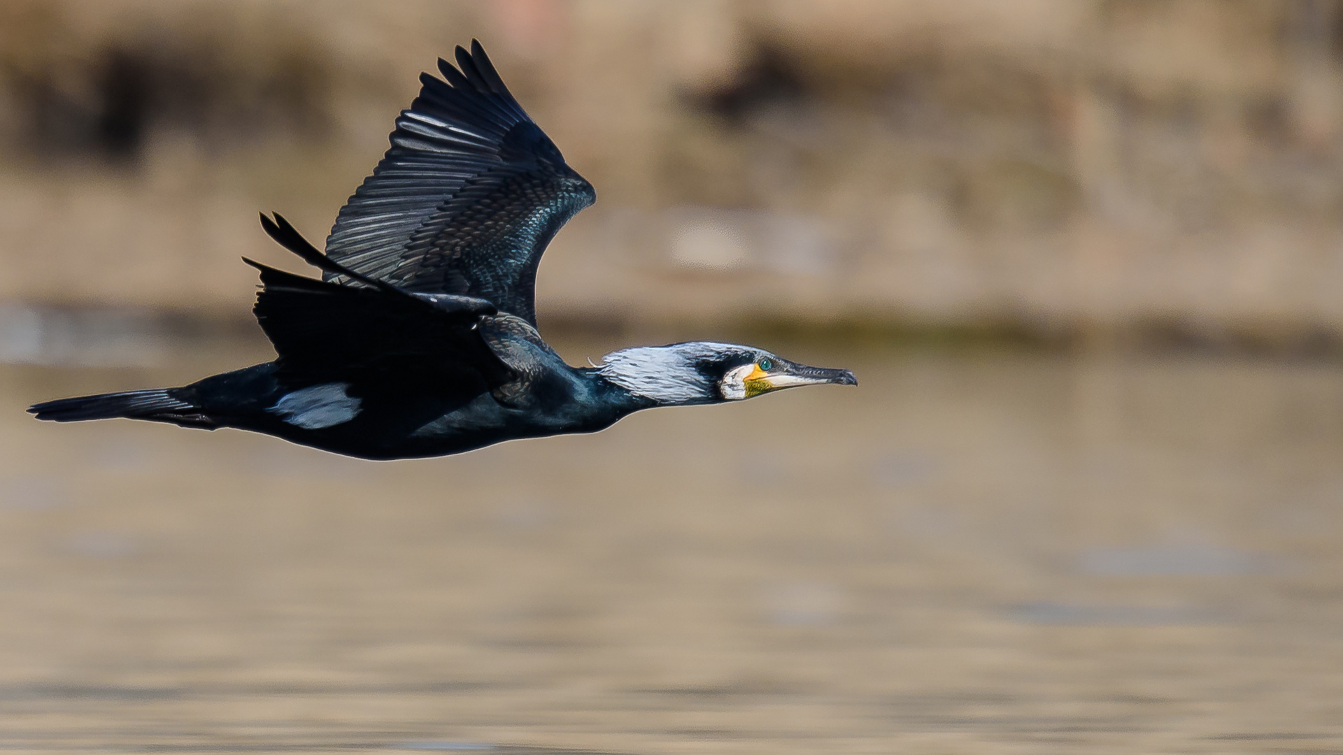 Voll im Flug ...