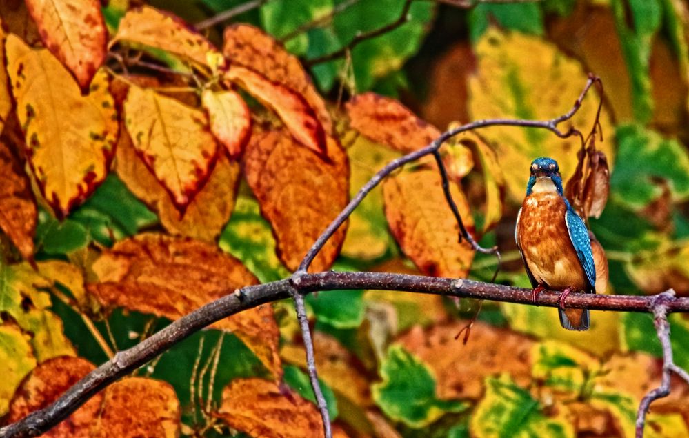 "VOLL IM TREND DER HERBSTMODE"