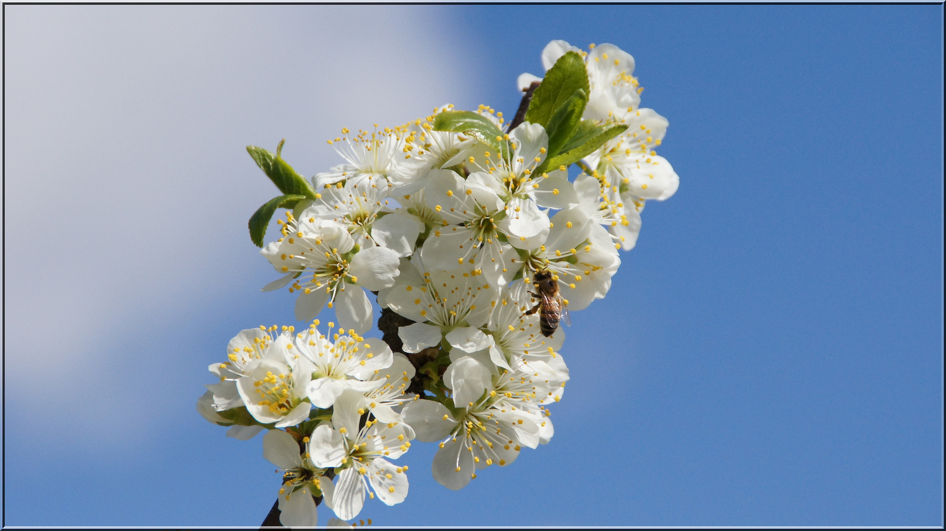 Voll in Blüte