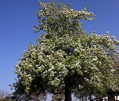 Voll in Blüte