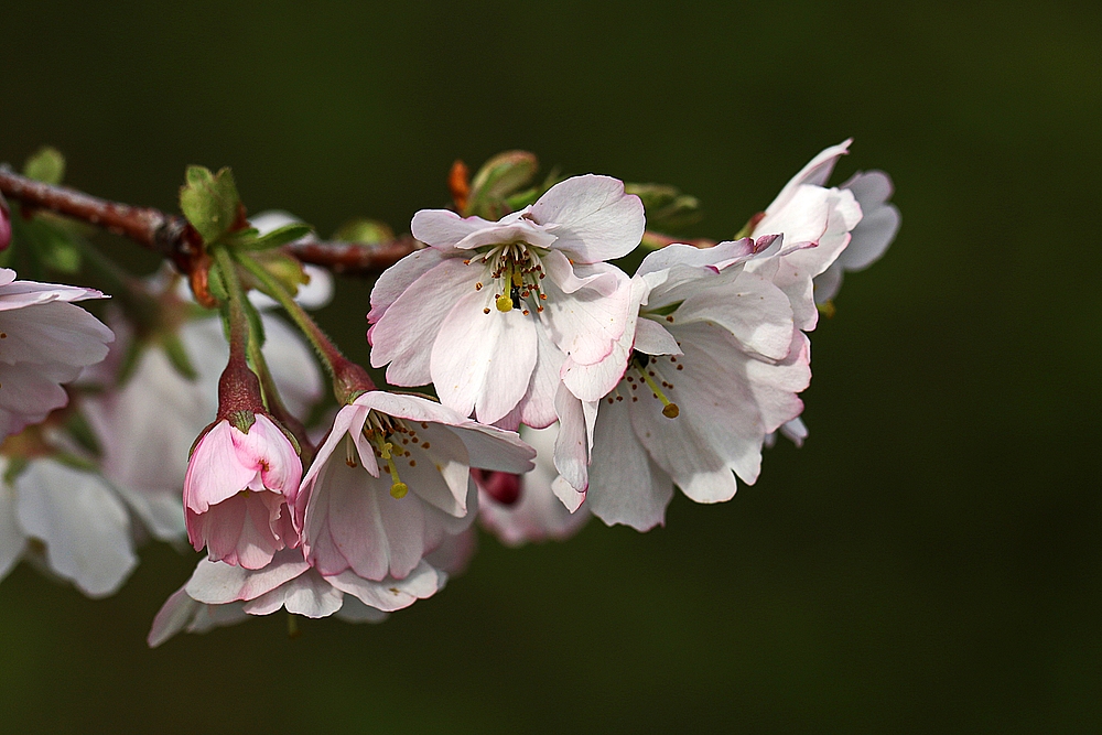 voll in Blüte