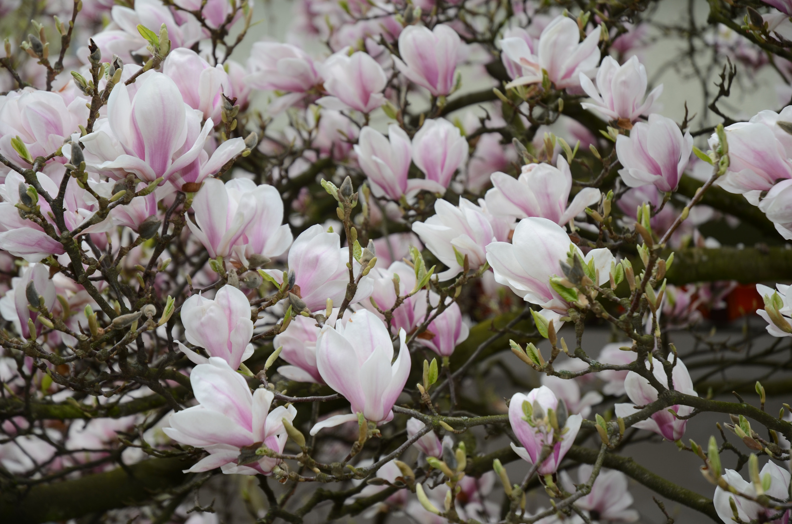 voll in Blüte