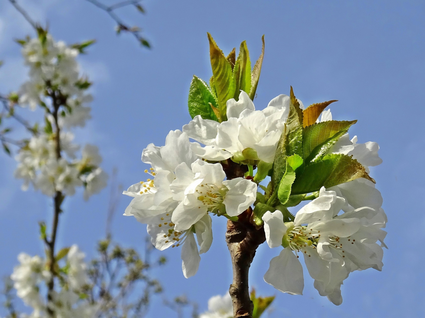 voll in Blüte