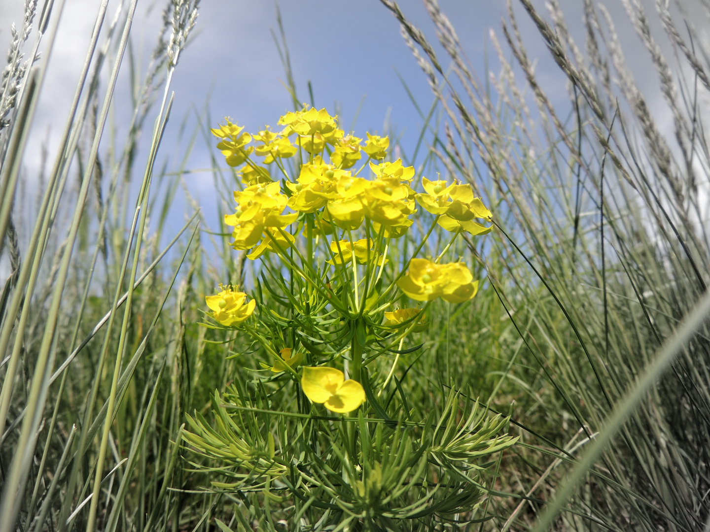 Voll in der Blüte!