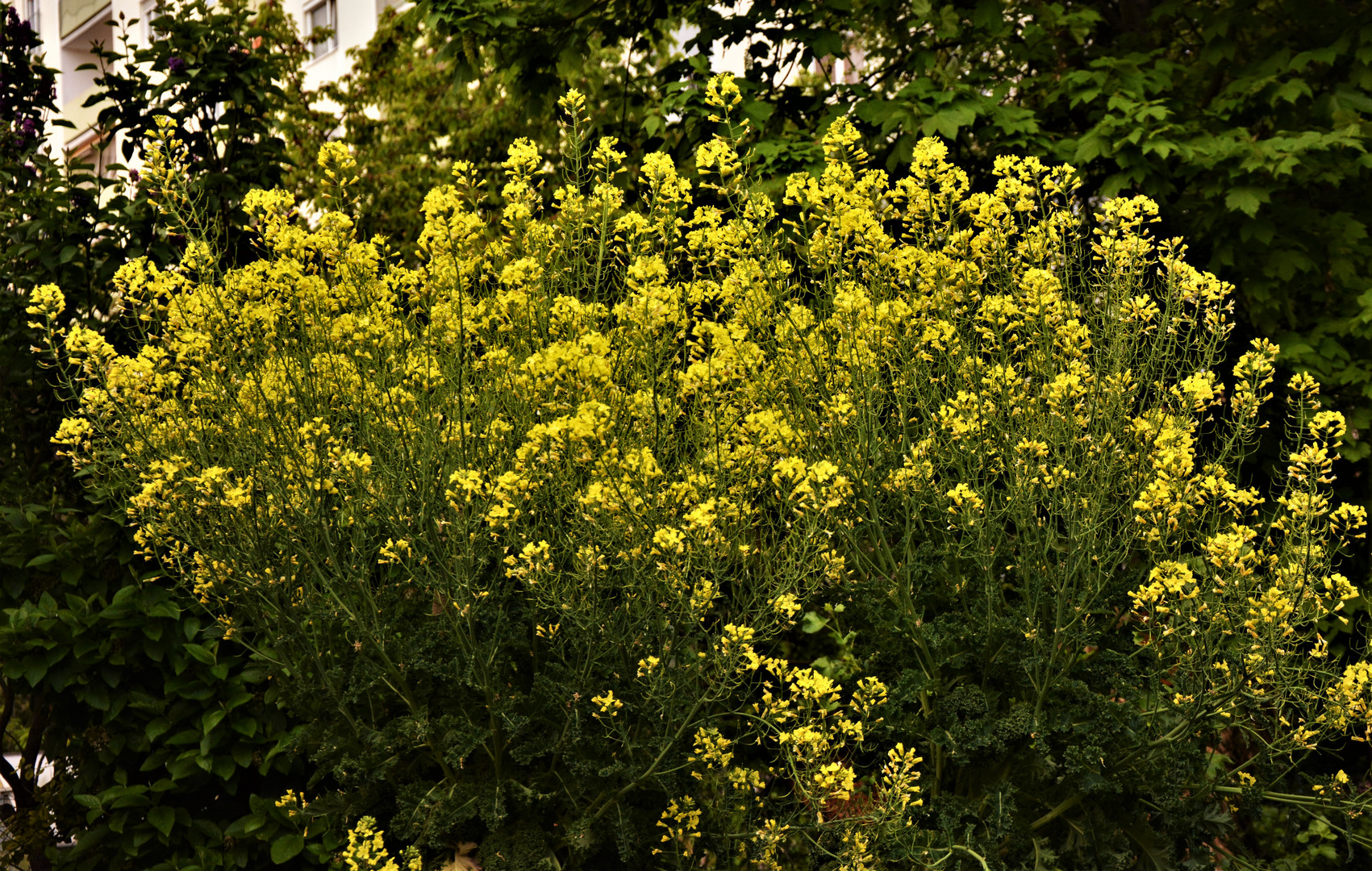 Voll in der Blüte - Lassen 2 Sück des Grünkohls immer für die Bienen stehen