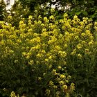 Voll in der Blüte - Lassen 2 Sück des Grünkohls immer für die Bienen stehen