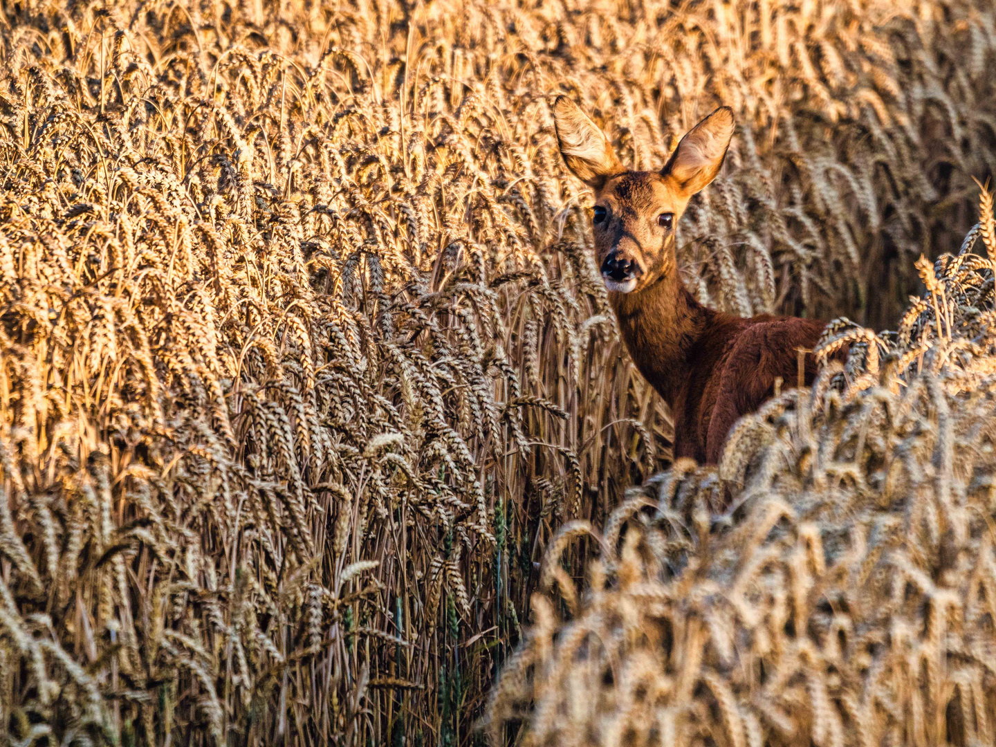 Voll in der Spur