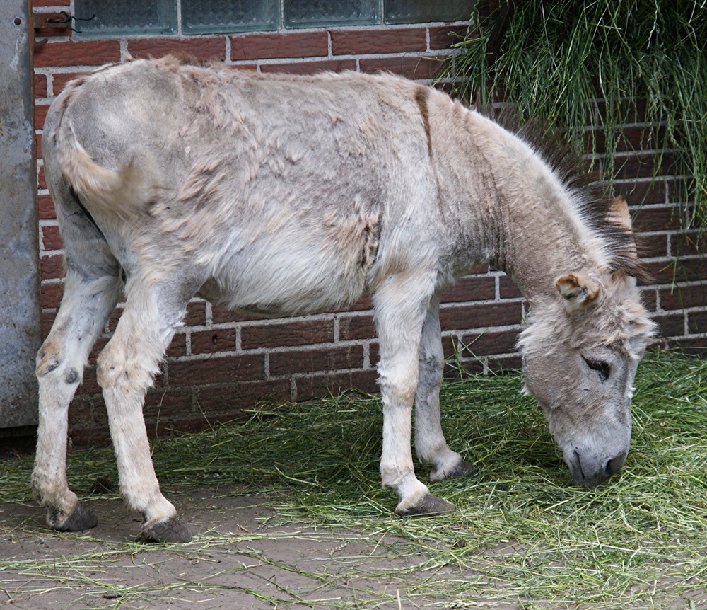 "Voll lecker!"