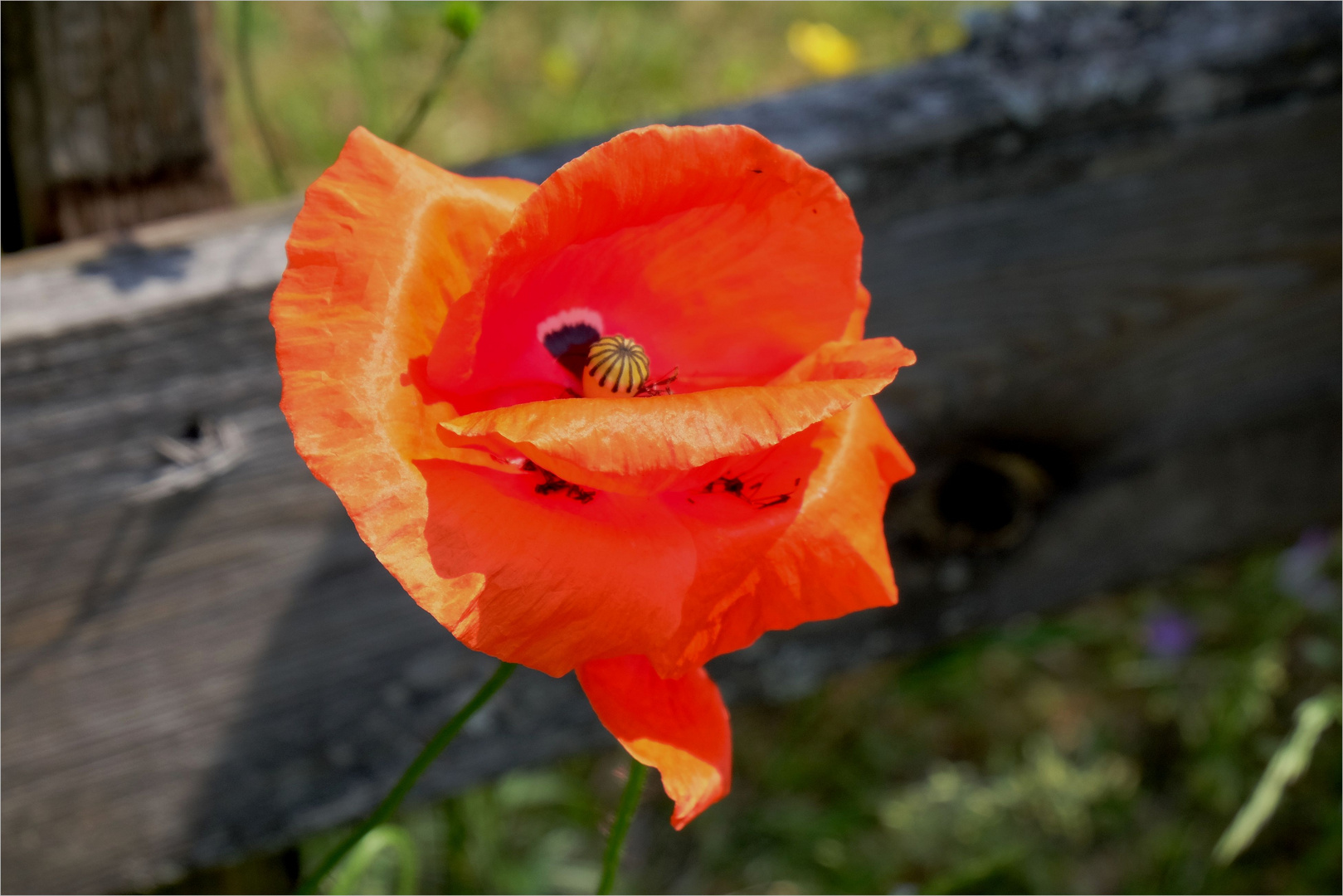 Voll-Mohn