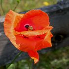 Voll-Mohn