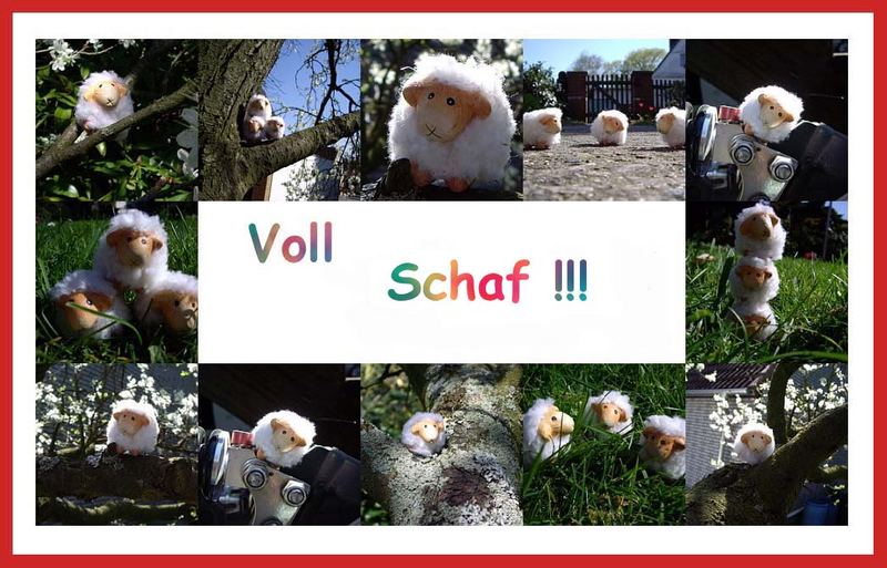 Voll Schaf