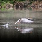 voll Speed im Naturpark Schwalm - Nette