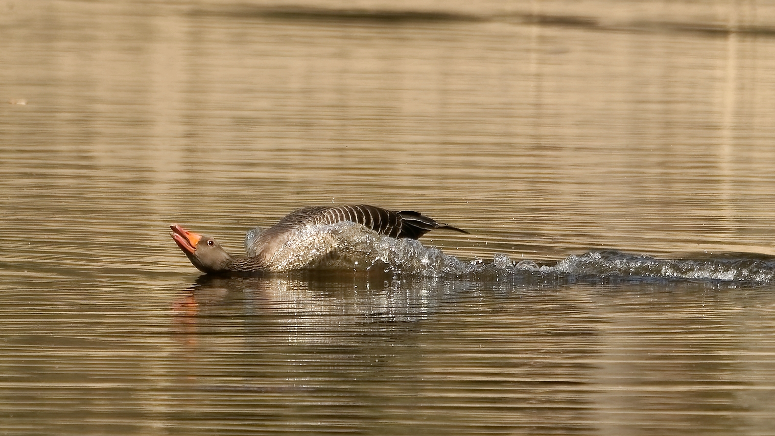 Voll Speed über die Wasseroberfläche...