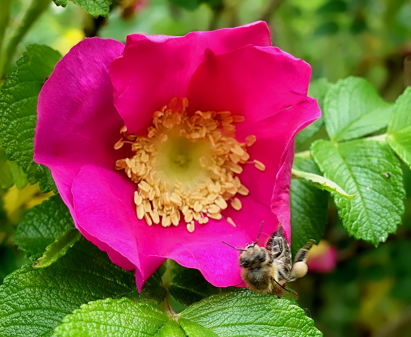 Voll verflogen - Bienencrash