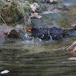 Vollbad für die Amsel im gefährlichen Gebiet