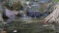 Vollbad für die Amsel im gefährlichen Gebiet