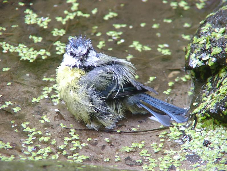 Vollbad (Junge Blaumeise)