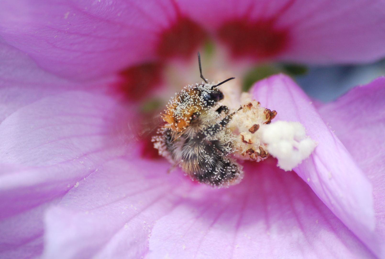 Vollbepackte Hummel