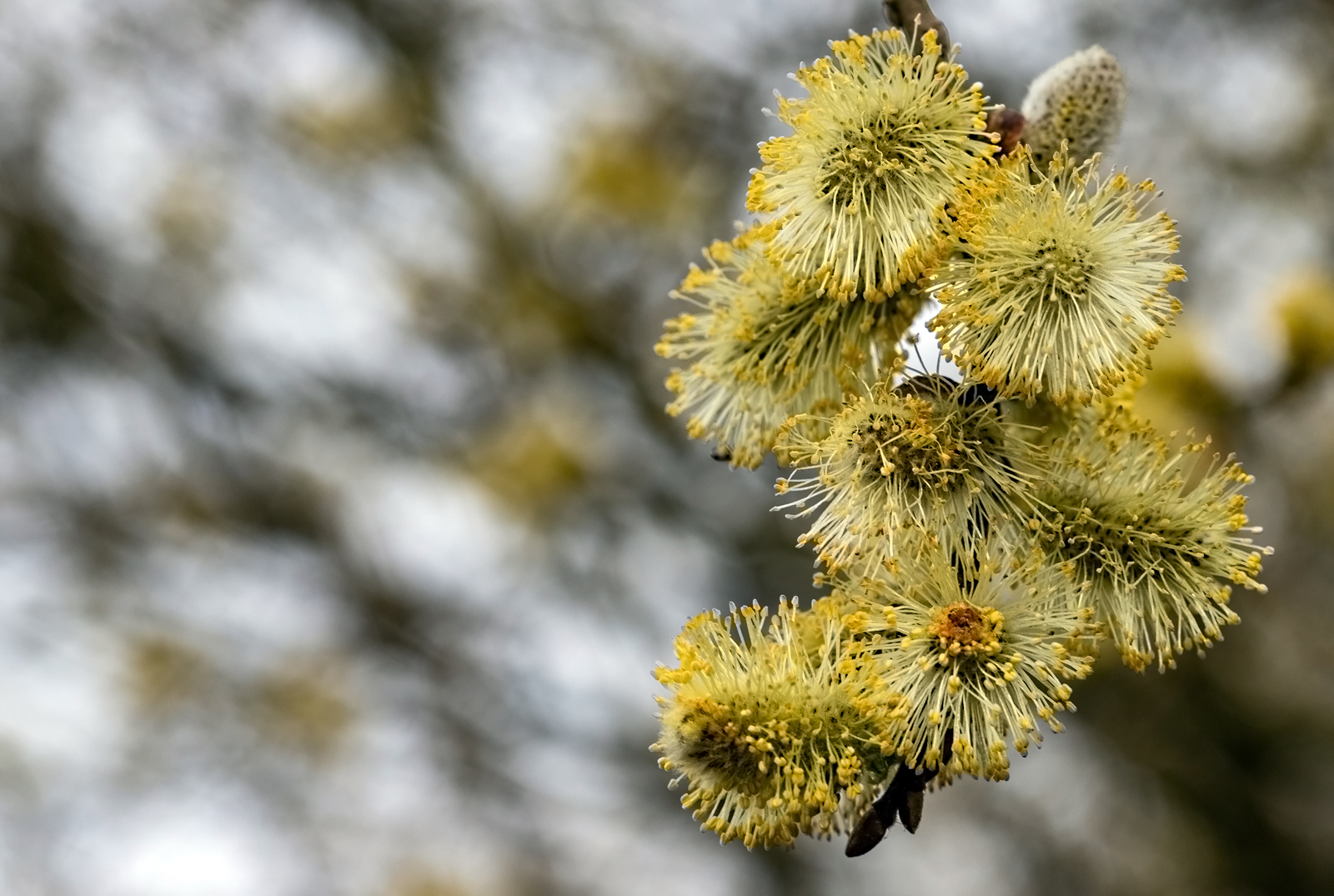 Vollblüte