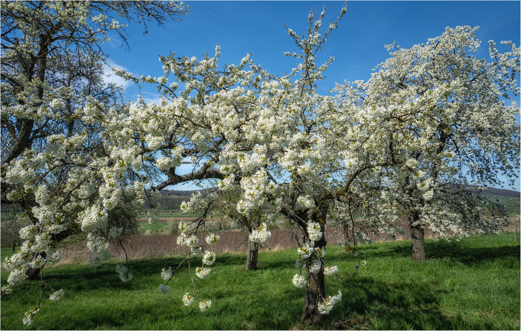 Vollblüte