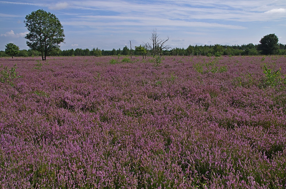 Vollblüte Heide 7.8.14