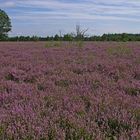 Vollblüte Heide 7.8.14