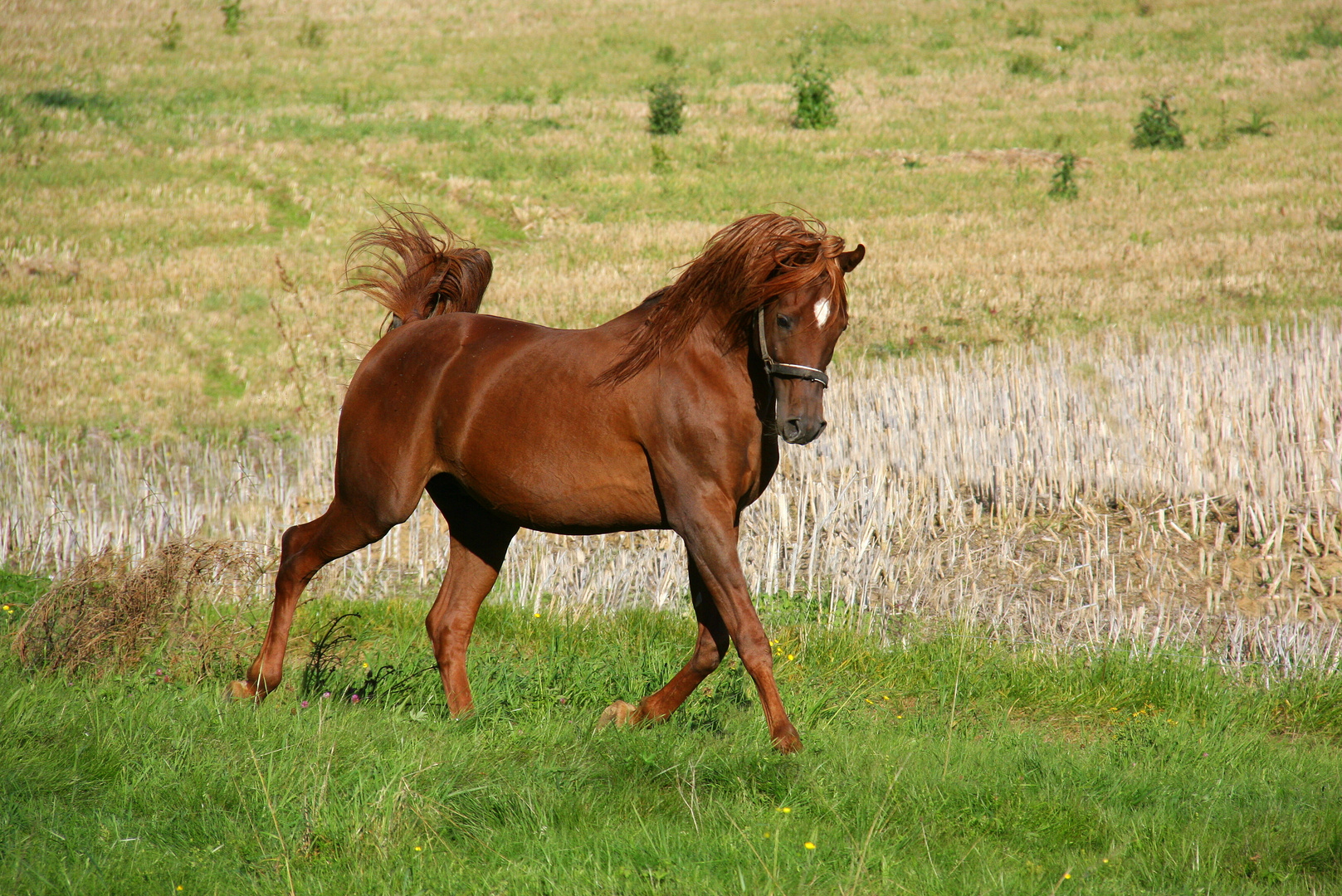 Vollblut Araber Hengst