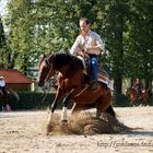 Vollblutaraber Europameisterschaft 2009 - Stadl Paura/Österreich